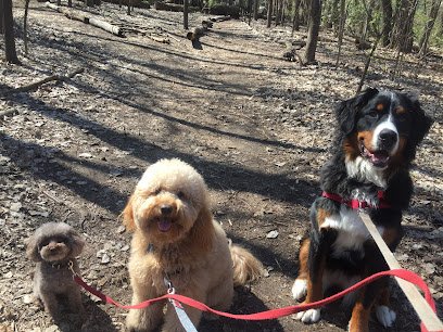 Daily Dog Walking and Kitty Cat Care