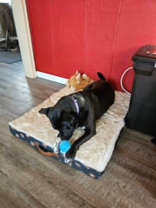 Daisy’s Dog Care Services LLC
