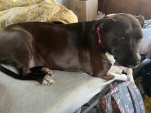 Walking paws dog walking and pet sitting