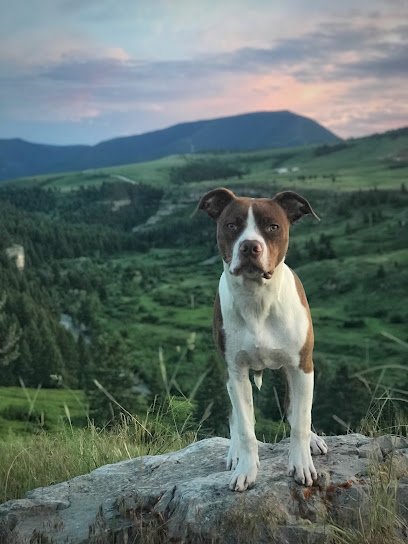 Trail Paws