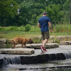 STL Happy Dogs, LLC