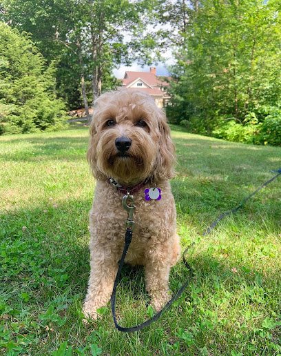 Let’s Go! Dog Walks & Pet Care Services, LLC.
