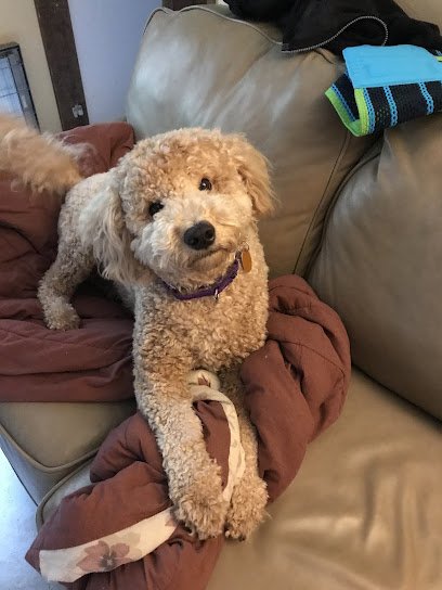 Freedom Pet Service LLC