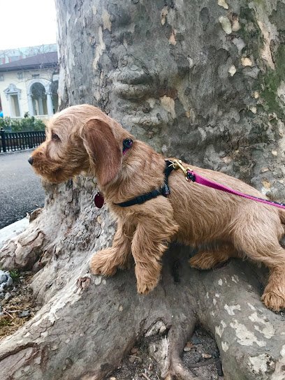 Bobby’s Dog Walking Service