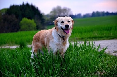 Outpaws Dog Walking