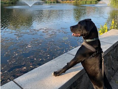 Dogo – Dog Walking Service