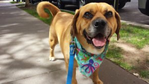 Trusty Tails Pet Care