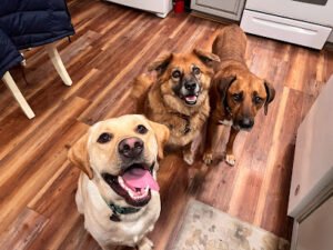 Blissful Wags, LLC – Dog walking & pet sitting service