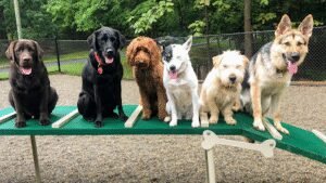 Jersey Dogs