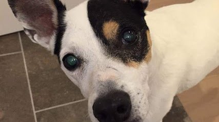 Pleasinpaws