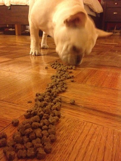 Luke Dogwalker – May the PAWS be with you!