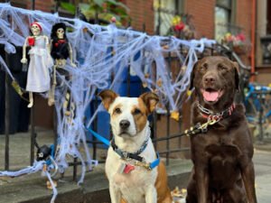 GoDoG ‚Äì Dog Walking & Sitting Brooklyn
