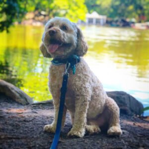 Bark Apple Dog Care
