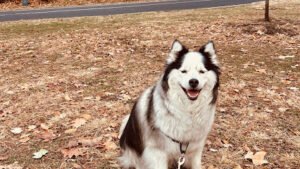 Dog Walking-N-More