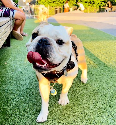 Williamsburg Dog Walking