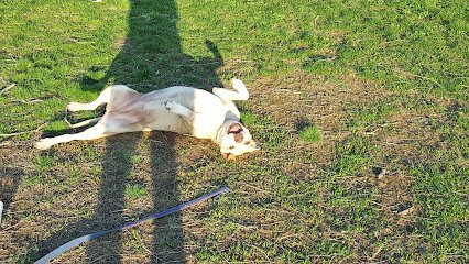 Sloppy Kisses Dogwalking