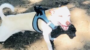 Kika and Paws LLC