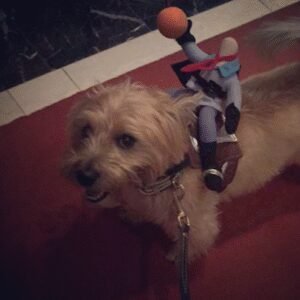 Swifto Dog Walking