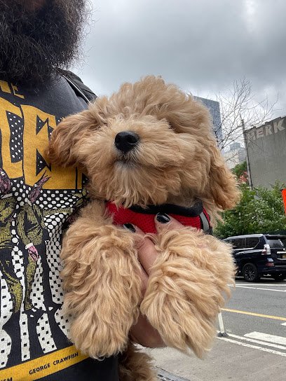Doggie Play Day