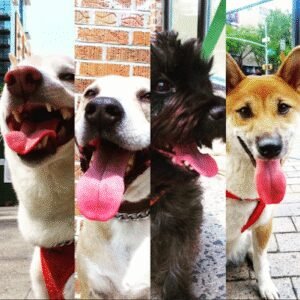 Gimme Paw Dog Walking LIC