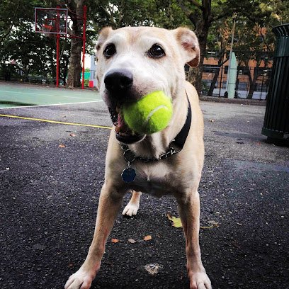 Swifto Dog Walking Chelsea