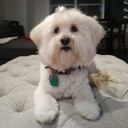 Pet Angel – dog walking and petsitting