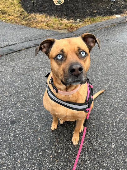 Diana’s Paws – Dog Walking & Sitting