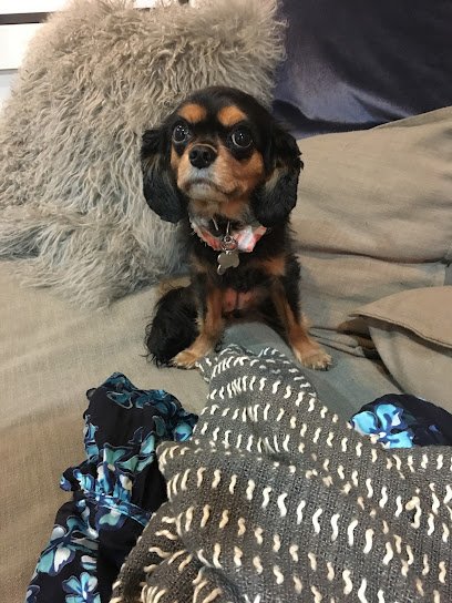 Fetchmates – Dog Walker in Williamsburg
