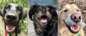 DharmaHound, LLC