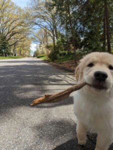 Winston-Salem Dog Care