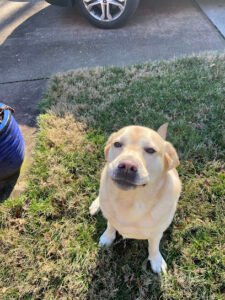 Swifto Dog Walking & Pet Sitting