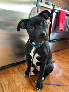 Rorris Dog Walking LLC