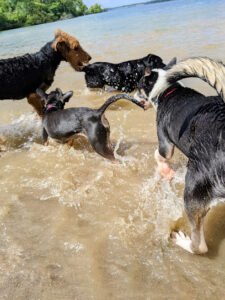 Dog Trails & Company