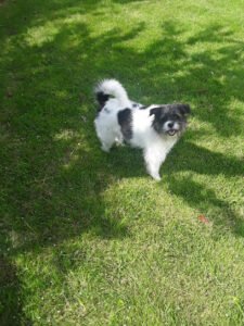 Wag N Roll Dog Walking