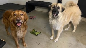 918 Dogs