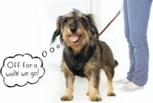 Top Tails Dog Walking & Cat Sitting