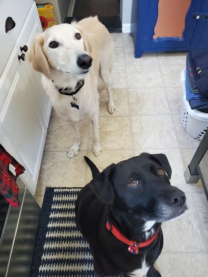 Jogs with Dogs Pet Sitting