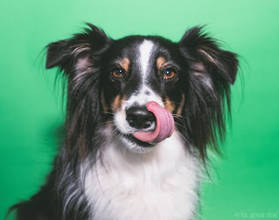 hi. good dog.