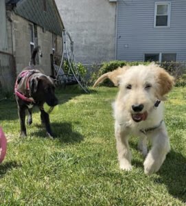 Grounded Paws Dog Walking and Pet Care LLC