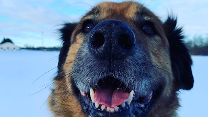 Golden Leash Pet Care LLC