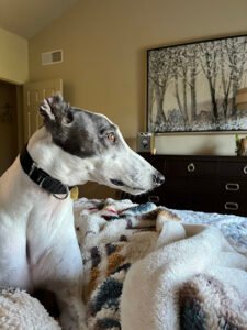 Jogs with Dogs Pet Sitting