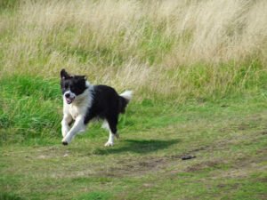 Morgan run K9 care