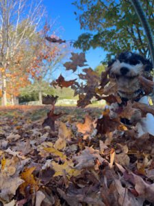 Waggin‚Äô Tails Critter Sitter LLC