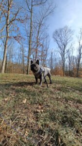 Wiggle Waggle WALK