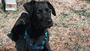 dog walker