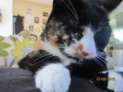 Calling All Critters