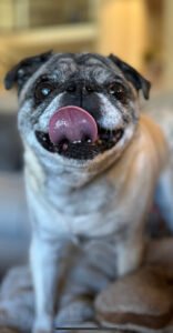 VIPs Very Important Pups Dog Walking & Pet Sitting