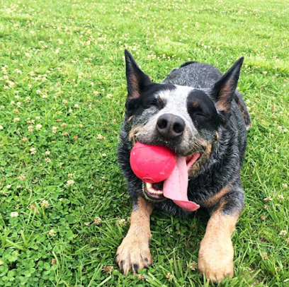 CANI Dog Walking Co.