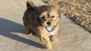 Paws in Stride