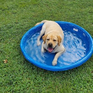 Lone Star Pet Sitting and Dog Walking